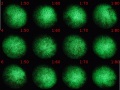 Thumbnail for version as of 11:28, 28 December 2011