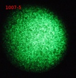 1007-5 transfection 1-21-2012.JPG
