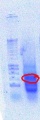 Thumbnail for version as of 13:00, 2 August 2012