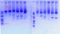 Thumbnail for version as of 19:12, 5 January 2019