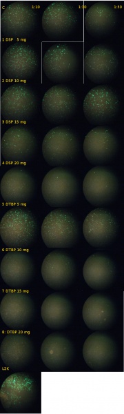 File:DSP vs DTBP conjugation.jpg