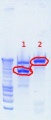 Thumbnail for version as of 13:50, 12 July 2012