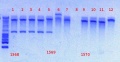 Thumbnail for version as of 12:43, 2 January 2013