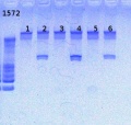 Thumbnail for version as of 14:27, 14 February 2013