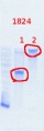 Thumbnail for version as of 15:16, 13 August 2013