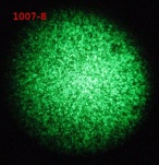 1007-8 transfection 1-21-2012.JPG