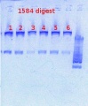 Thumbnail for version as of 16:10, 17 January 2013