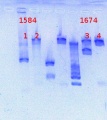 Thumbnail for version as of 15:38, 15 February 2013
