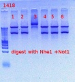 Thumbnail for version as of 14:51, 20 October 2012