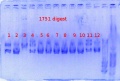 Thumbnail for version as of 17:34, 13 June 2013