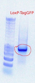332 PCR digestion 9.22.2011.JPG