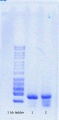 Thumbnail for version as of 17:49, 29 August 2016