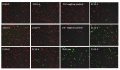 Thumbnail for version as of 09:03, 25 August 2014