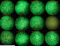 Thumbnail for version as of 17:16, 21 May 2011