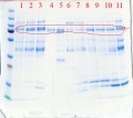 Thumbnail for version as of 11:47, 16 August 2014