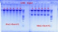 Thumbnail for version as of 12:06, 23 August 2012