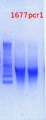 Thumbnail for version as of 12:36, 6 March 2013