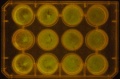 Thumbnail for version as of 11:54, 11 January 2012