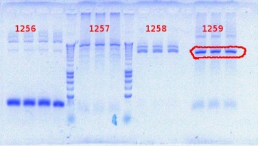 1259 PCR 7-18-2012.JPG