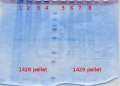 Thumbnail for version as of 09:59, 2 November 2012