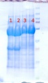Thumbnail for version as of 13:57, 22 January 2013