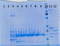 Thumbnail for version as of 16:27, 30 December 2014