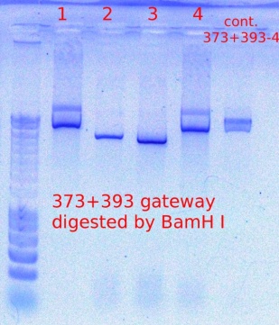373+393 digest 12.5.2011.JPG