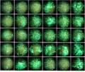 Thumbnail for version as of 12:57, 6 May 2016