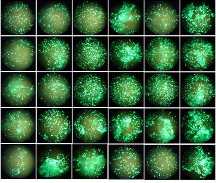 File:Transfection20160506.jpg