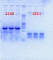 Thumbnail for version as of 09:46, 27 July 2012