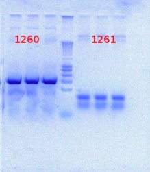 1260+1261 PCR 7-27-2012.JPG