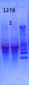 Thumbnail for version as of 15:30, 15 March 2013
