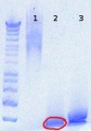 Thumbnail for version as of 13:41, 13 August 2012