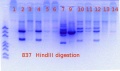 Thumbnail for version as of 12:47, 27 June 2017