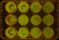 Thumbnail for version as of 10:33, 12 January 2012
