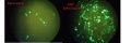 Thumbnail for version as of 16:25, 20 September 2012