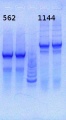Thumbnail for version as of 14:07, 16 May 2013