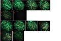 Thumbnail for version as of 15:35, 27 November 2013