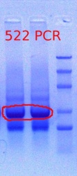 522 PCR 1.18.2012.JPG
