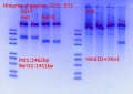 Thumbnail for version as of 13:42, 7 September 2018