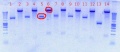 Thumbnail for version as of 16:52, 21 August 2012