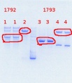 Thumbnail for version as of 15:09, 6 August 2013