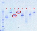 Thumbnail for version as of 13:00, 2 August 2012