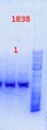 Thumbnail for version as of 13:31, 9 September 2013