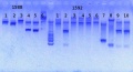 Thumbnail for version as of 14:26, 8 April 2013
