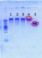 Thumbnail for version as of 15:33, 24 August 2012