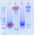 Thumbnail for version as of 14:38, 1 August 2012