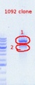 Thumbnail for version as of 09:55, 10 May 2012