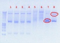 Thumbnail for version as of 16:13, 17 August 2012