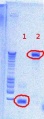 Thumbnail for version as of 15:29, 6 August 2012